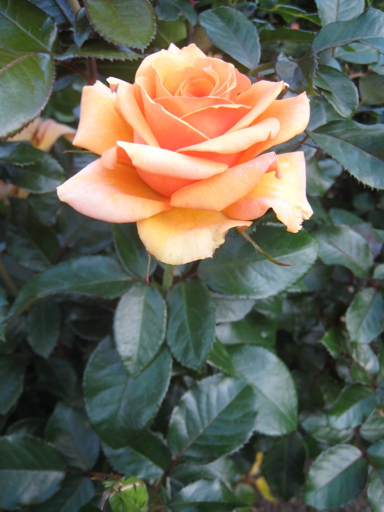 'Top Notch' floribunda rose fuzzyjay Flickr