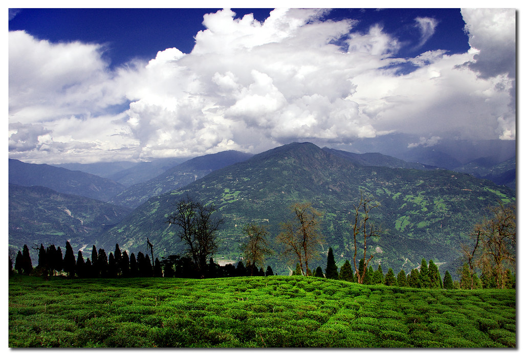 temi tea garden 2 temi tea garden is the only tea