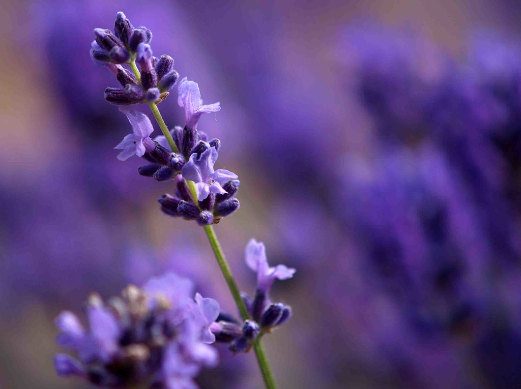 26th June Lavender Because of the mild weather, my garden … Flickr