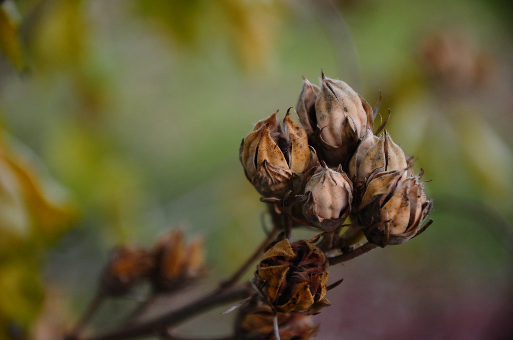 Rose of Sharon seed pods h686 I despise this plant. Damn… Flickr