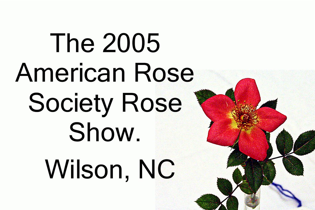 2005 Rose Show, Wilson, NC Flickr