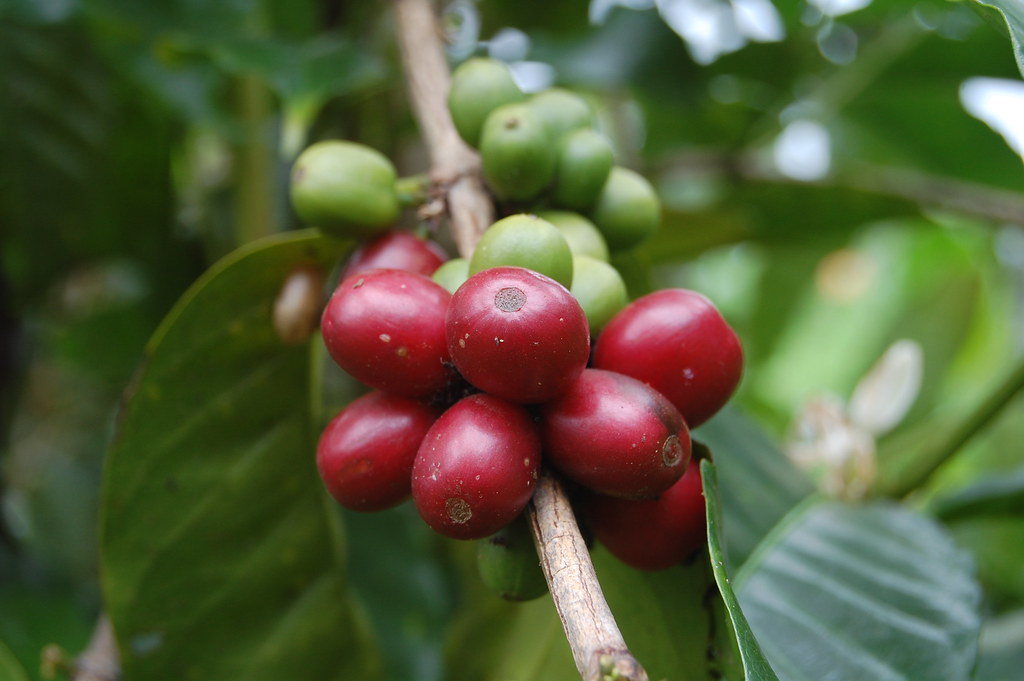 Coffee Beans Plant Ikhlasul Amal Flickr