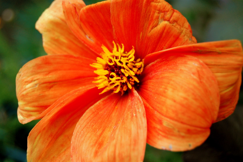 flower Photo Meads Flickr