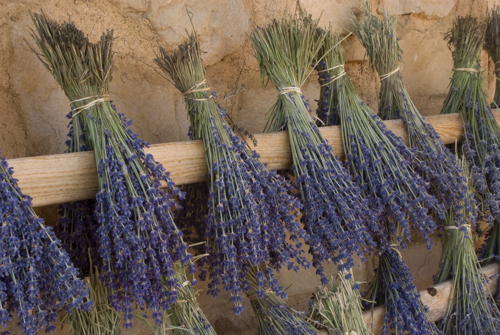 Lavender Drying Racks Mt Shasta Lavender farm Flickr
