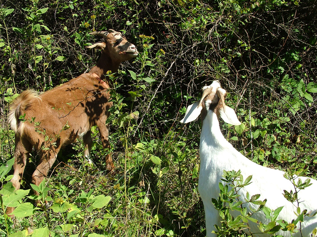GOATS The Town of Chapel Hill has employed a small herd of… Flickr