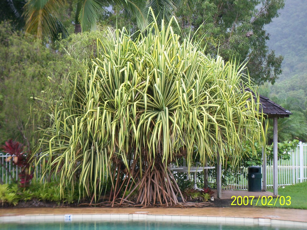 Pandanus tectorius ‘Baptistii’ Novotel Rockford, Palm Cove… Flickr
