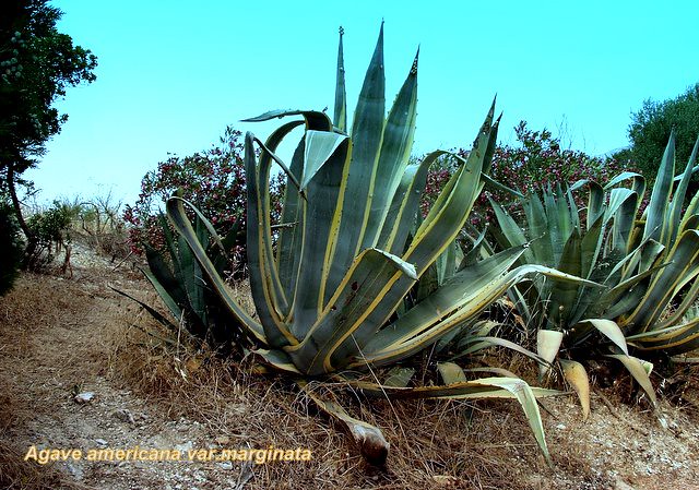 Agave americana var marginata Agaves represent a large gen… Flickr