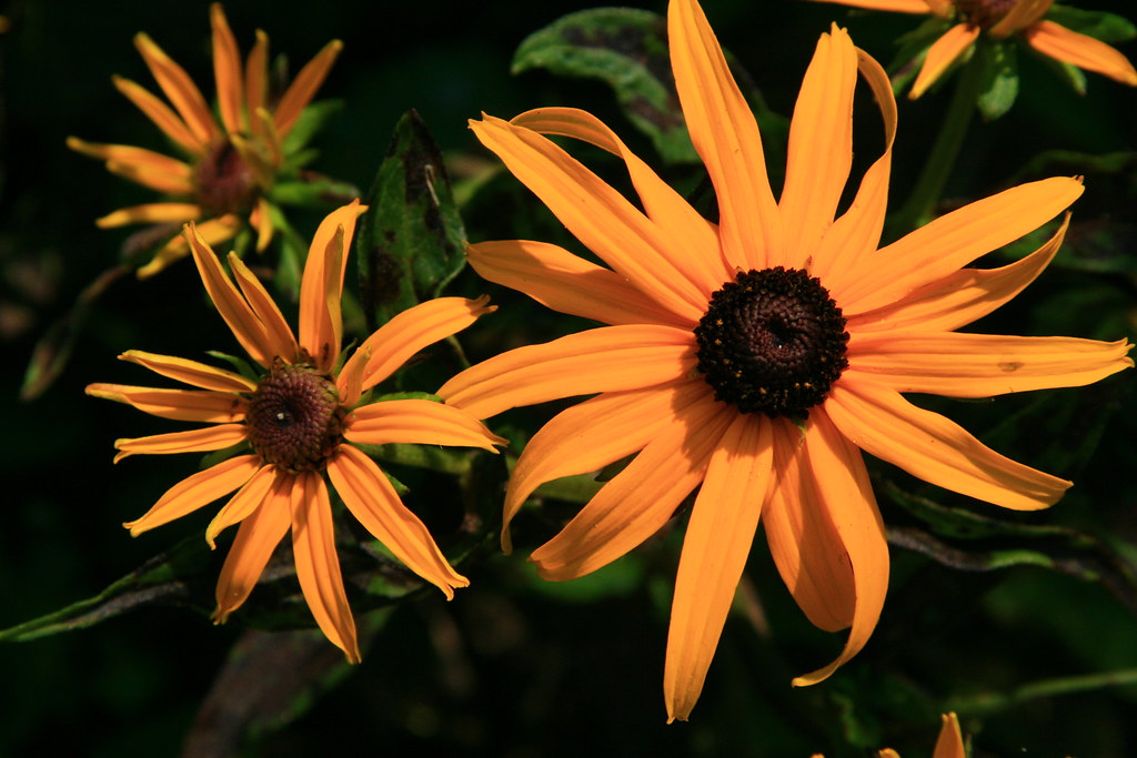 Black eye Susans Taken 72509 Holly Koffler Flickr