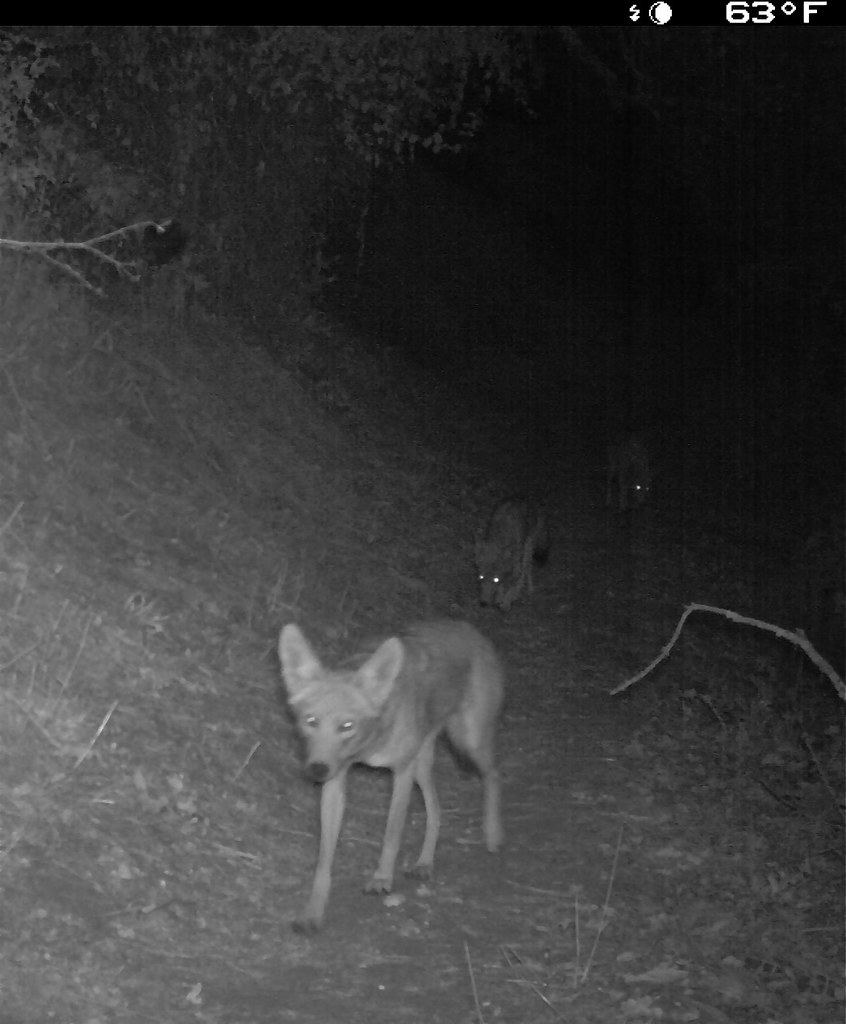 Night Howlers On the prowl… Often heard, but seldom seen. … Flickr