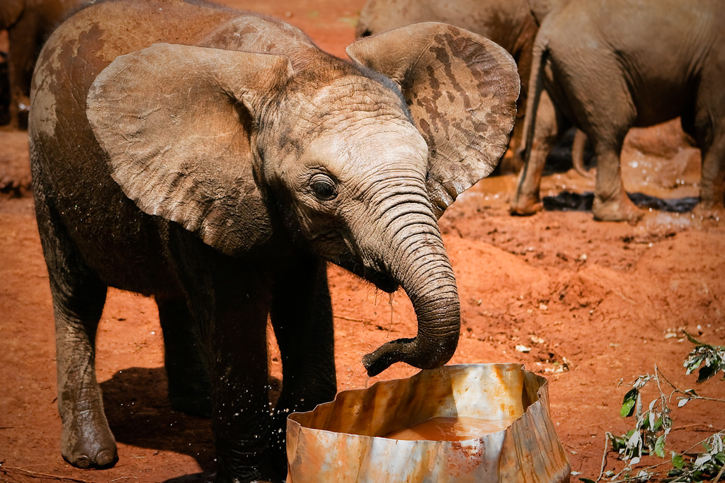 Baby elephant A sixmonthold baby elephant drinks water d… Flickr