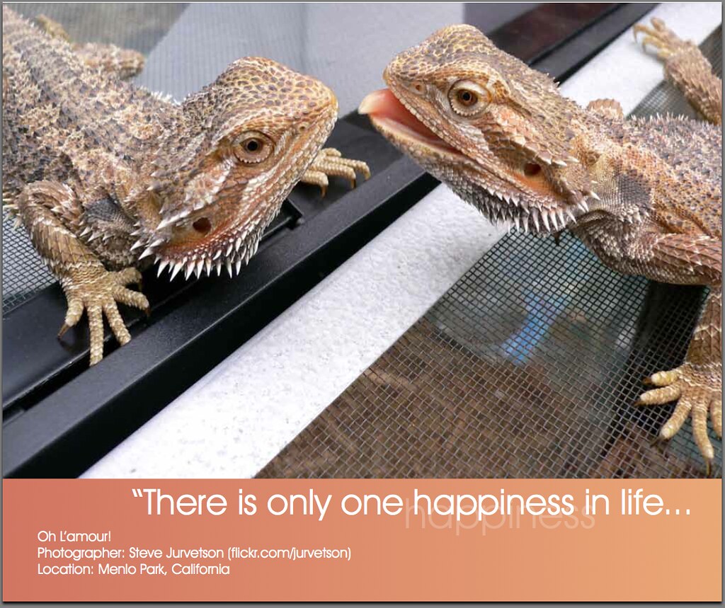 Bearded Dragon Book Kiss Kiss My rambunctious reptile frie… Flickr