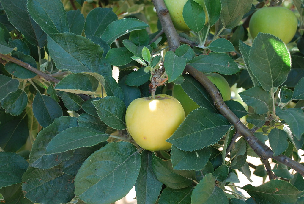 Golden apple. Very Eden. cinderellasg Flickr