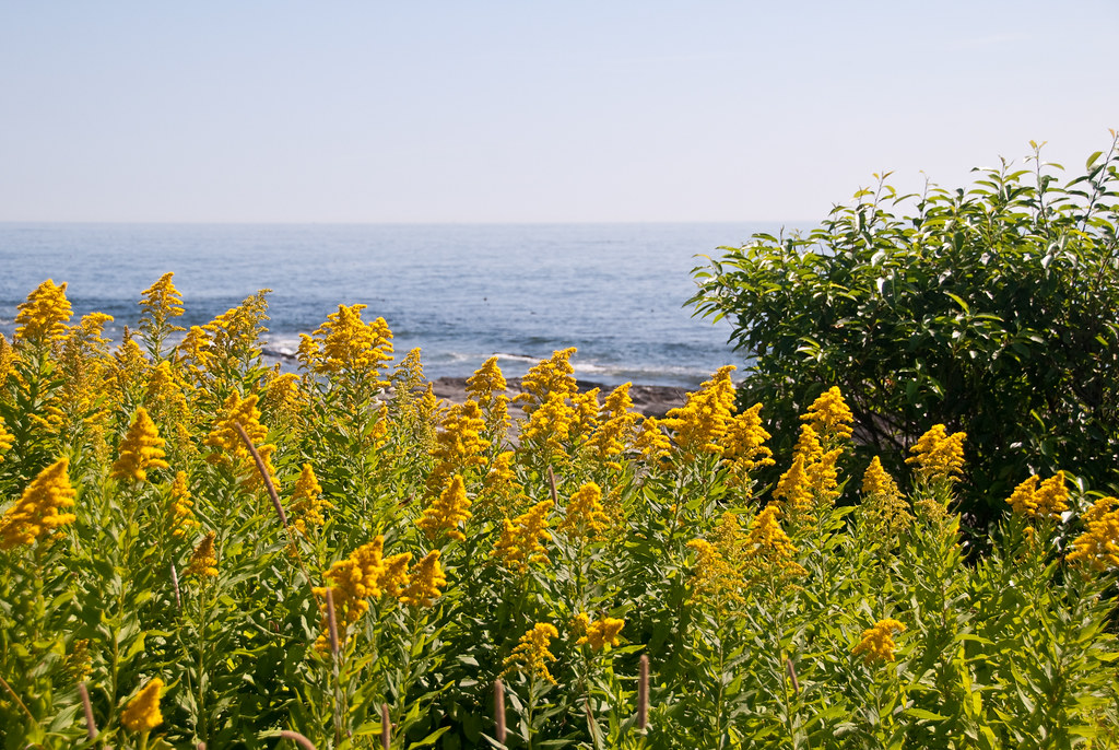 Cape Elizabeth, Maine Aug '09 Wildflowers Maine Aug '0… Flickr