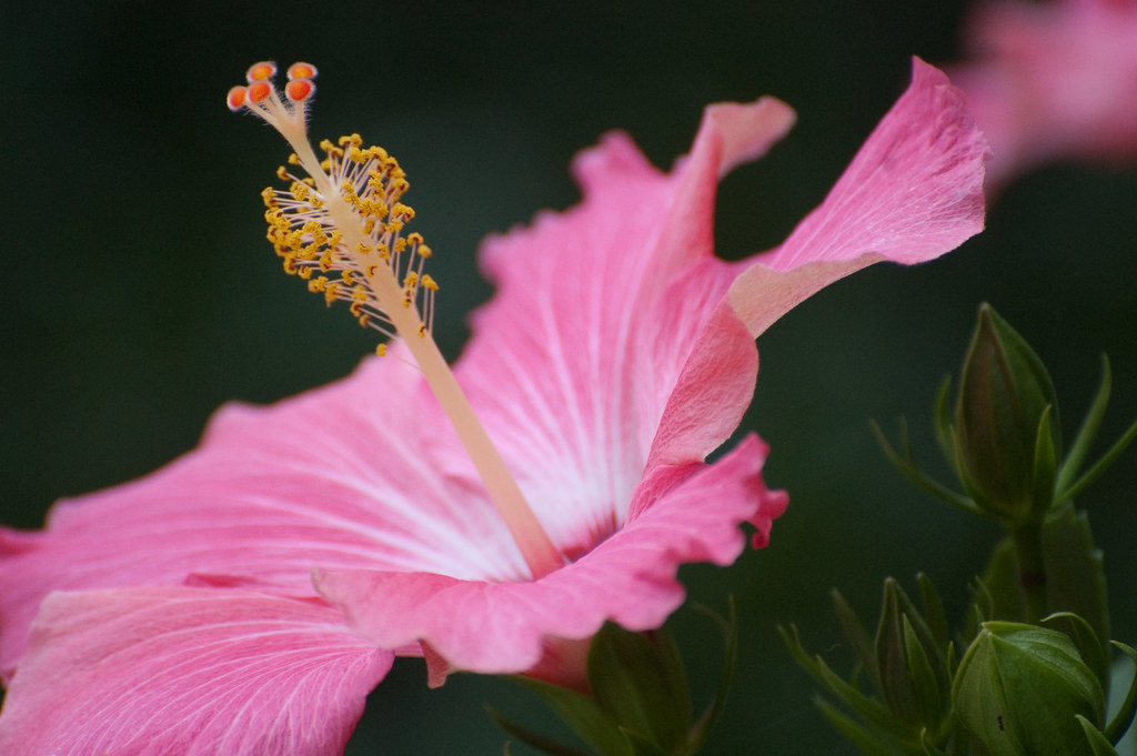 hibiscus Cape Harbor Inn ilze long Flickr
