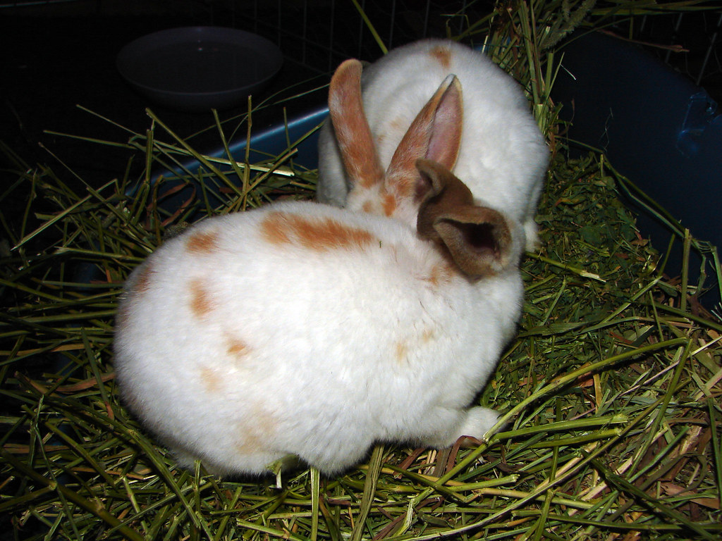 Mom and the bunnies Due to our resident bunnies (Rory & Mo… Flickr