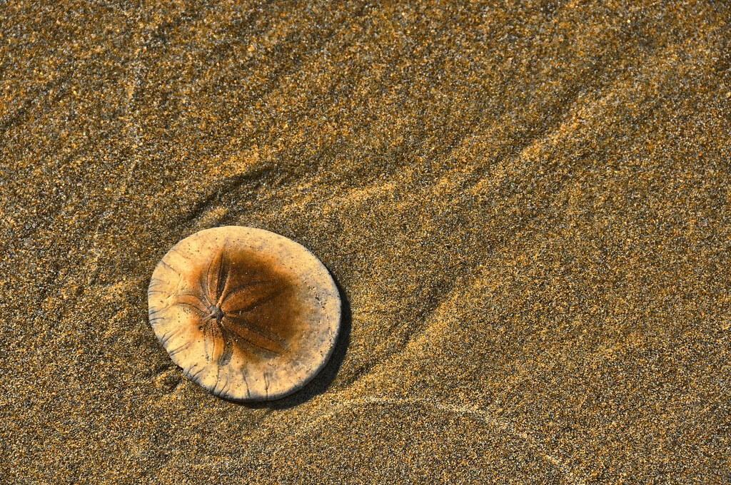 Ecola Beach Sand Dollar, Oregon Coast View Large On Black … Flickr