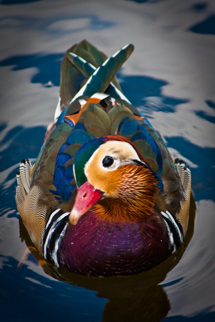Coat Of Many Colours A mandarin duck, seen in London's Hyd… Garry