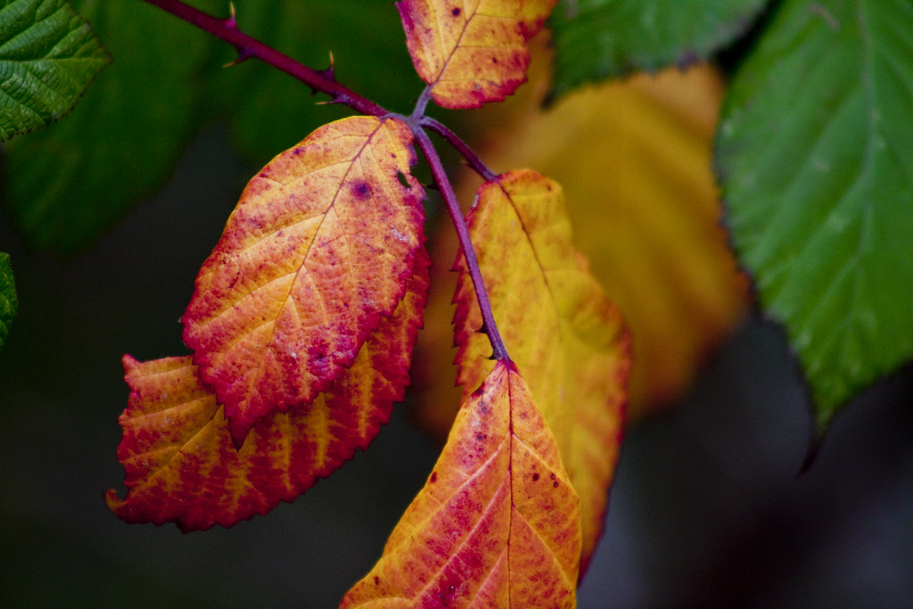 Day 111 Autumn blackberry leaves Lin Tidwell Flickr