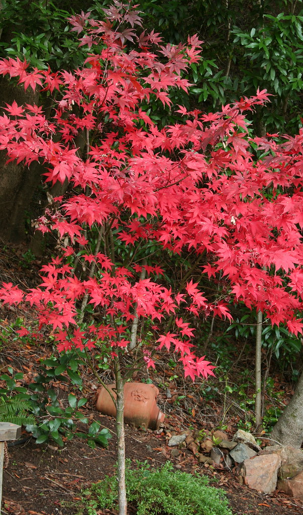 Japanese Maple Tree (Mill Valley, California, 20091123) (6638b) a