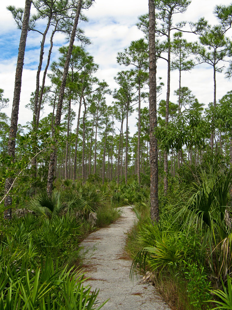18 Exciting Everglades Hikes You Don't Want to Miss » The Parks Expert