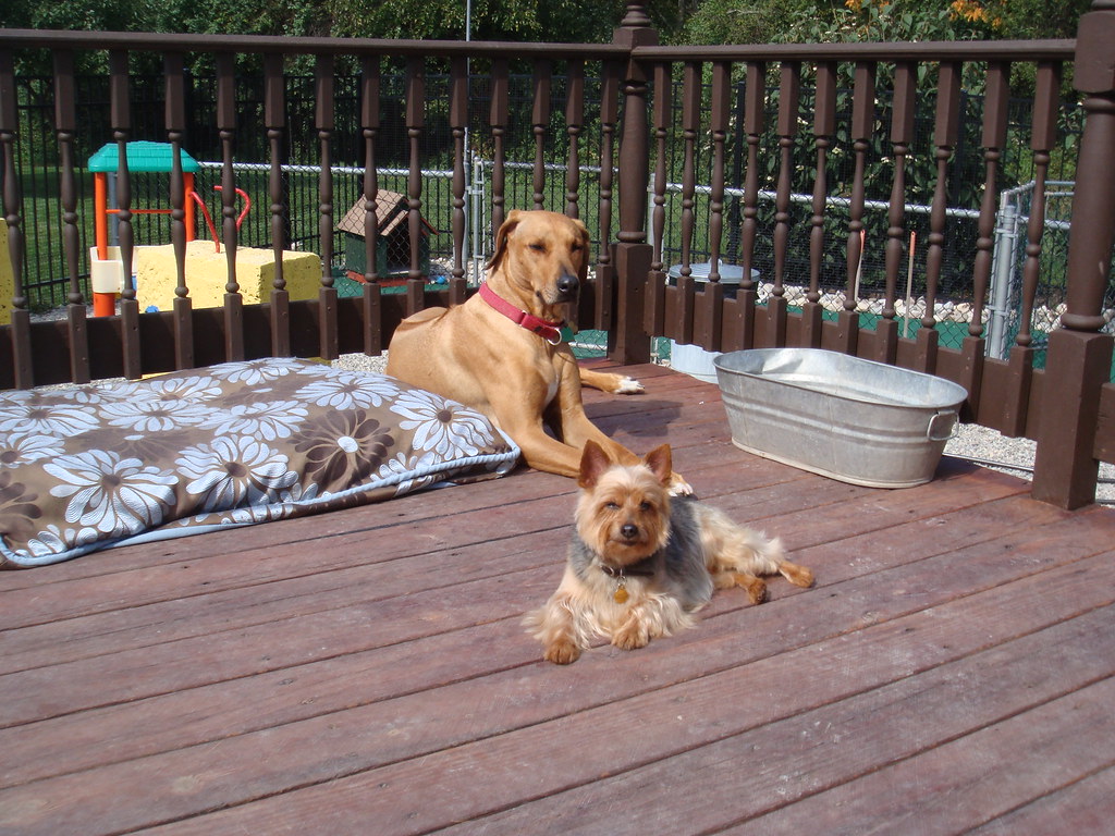Toby and Scout Dog Days Daycare Flickr
