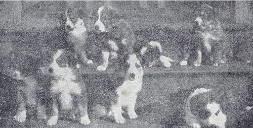 Collie Discover how to train your gun dogs by using Buck H… Flickr