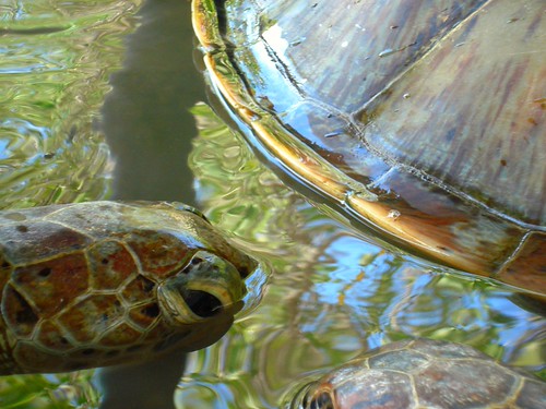 Bali Turtle Island Suzi Pratt Flickr