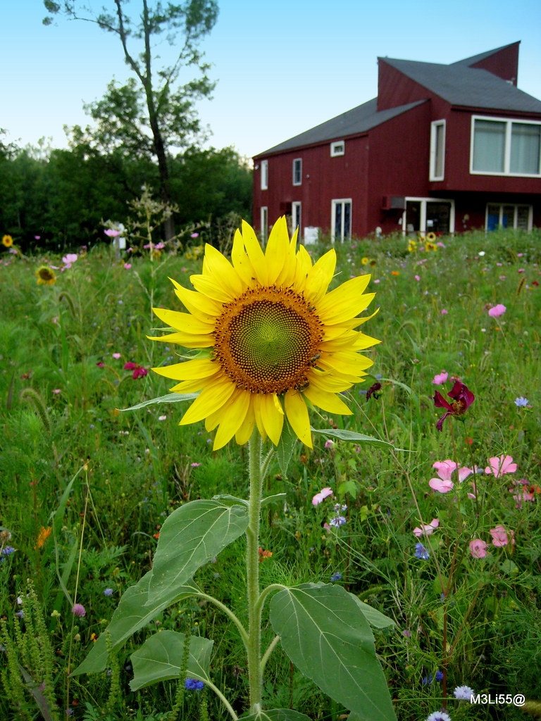 Sunflower Vermont Wildflower Farm M3Li55 Flickr