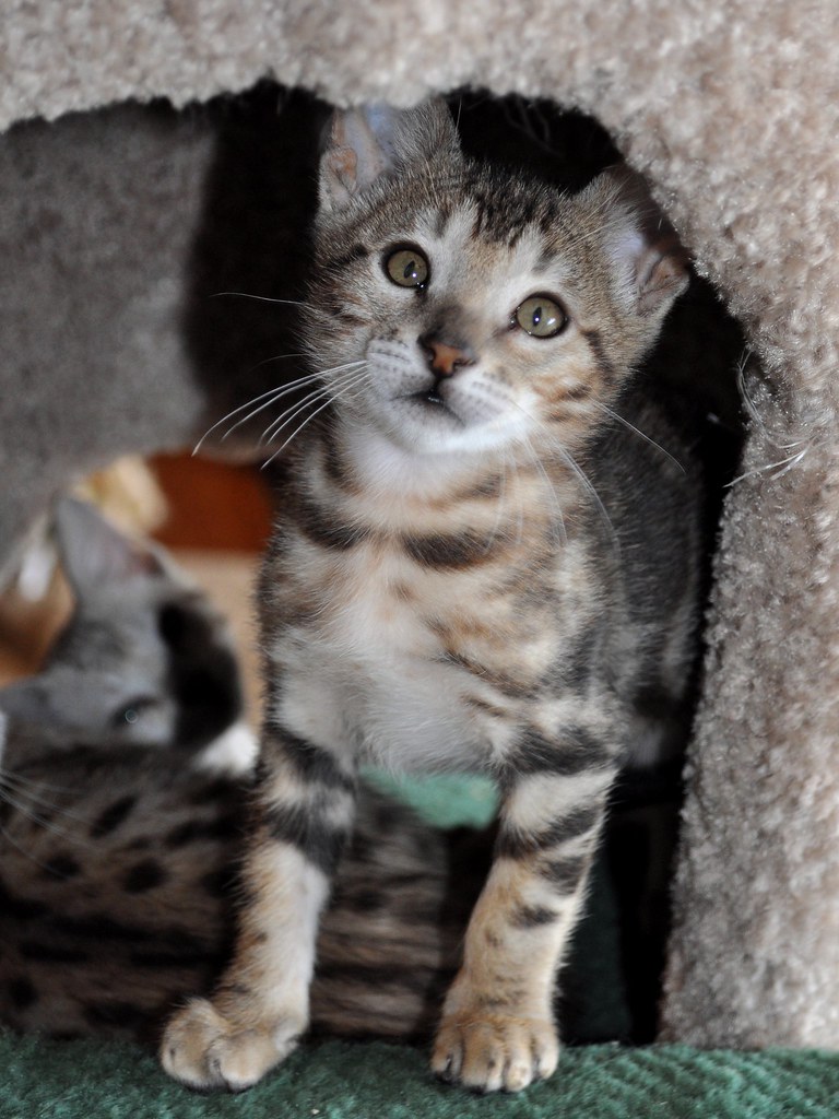 Karma's tricolor marbled male Bengal kitten was born frosted, a rare