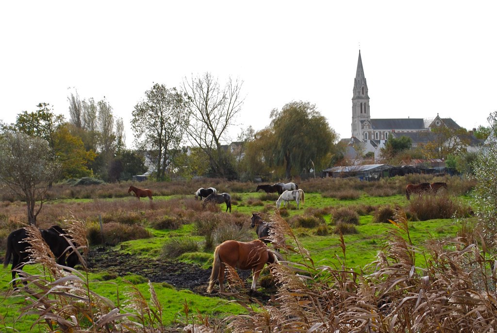 Brière Brière, Saint Joachim, Novembre 2009 Nice Art Flickr