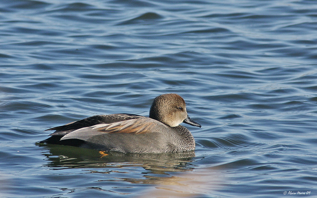 Canard chipeau / Gadwall BaieduFebvre. Alain Maire Flickr