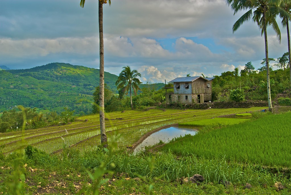 Filipino Rice Farm and House Filipino Rice Farm and House Flickr