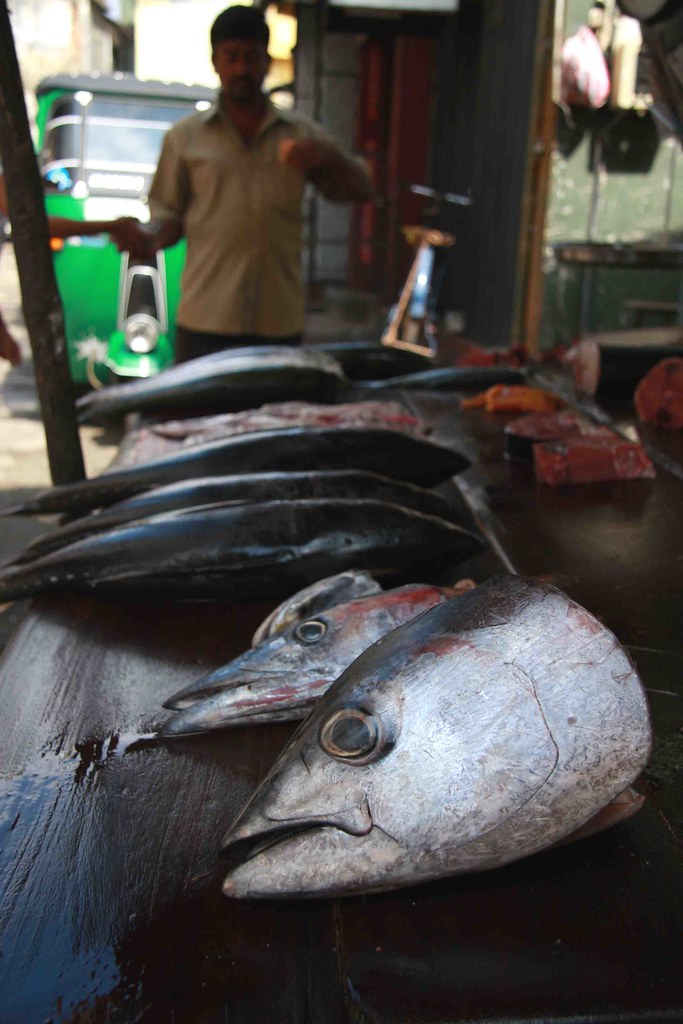 Galle, fish market Gunter Hartnagel Flickr