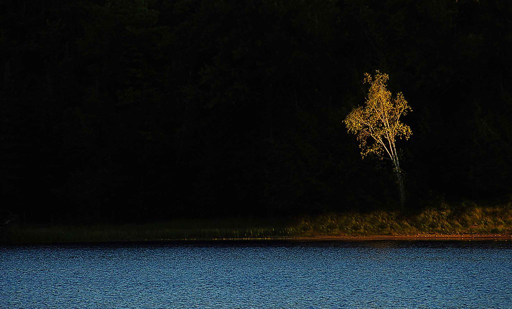 The Shining Tree Conserve School Campus Prints and poster… Flickr