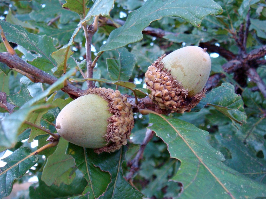 G Bur Oak Acorns on a Mossycup (white) oak or Bur/Burr oak… Flickr