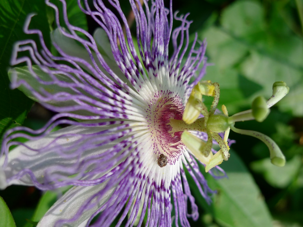 Passion Flower DM Flickr
