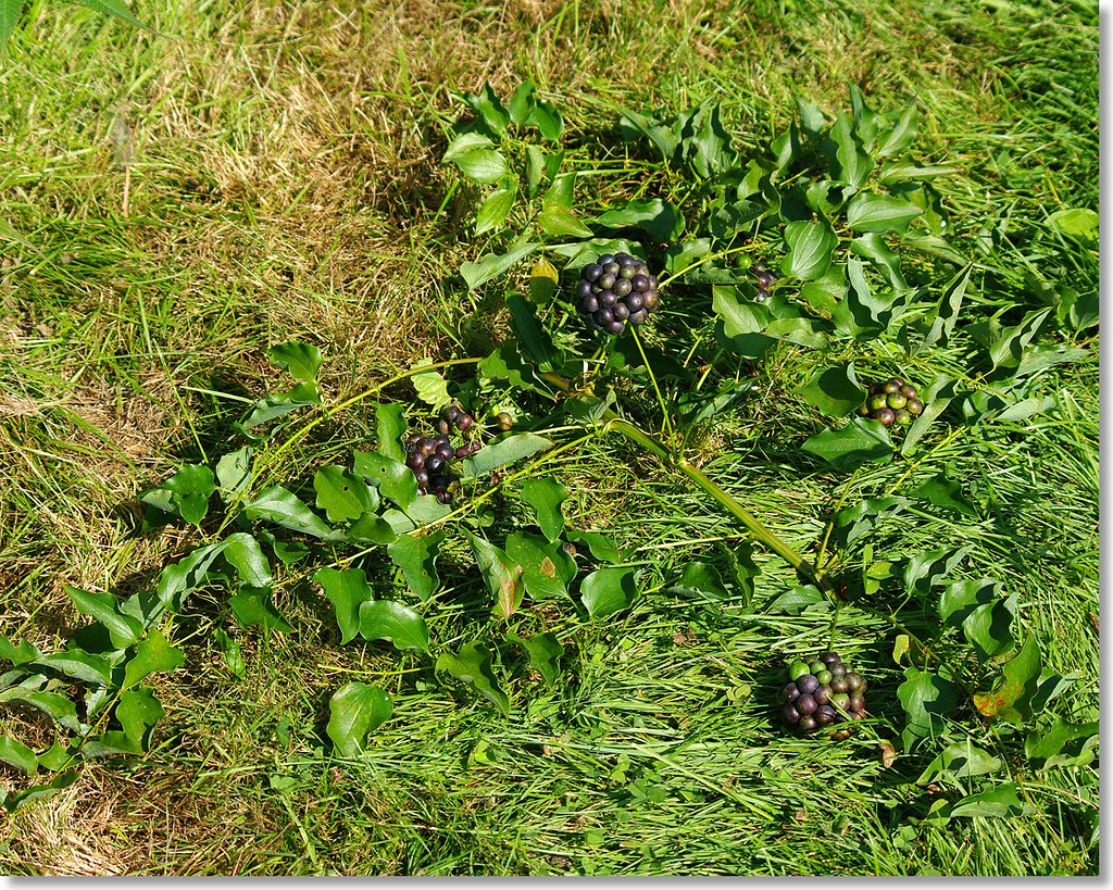 Unknown Plant Unknown Plant Keene NH Byard Miller Flickr