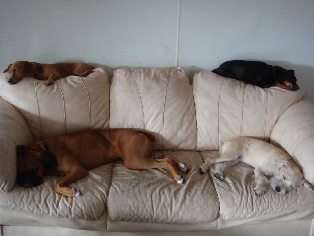 Nap time Dog Days Daycare Flickr