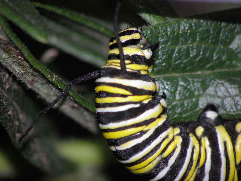 Monarch Catterpillar Eating A Milkweed Leaf SOOC 12 Flickr