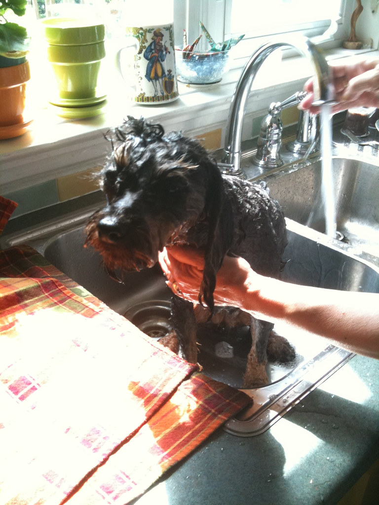 Scoot 4th Skunk Bath Will Wolman Flickr