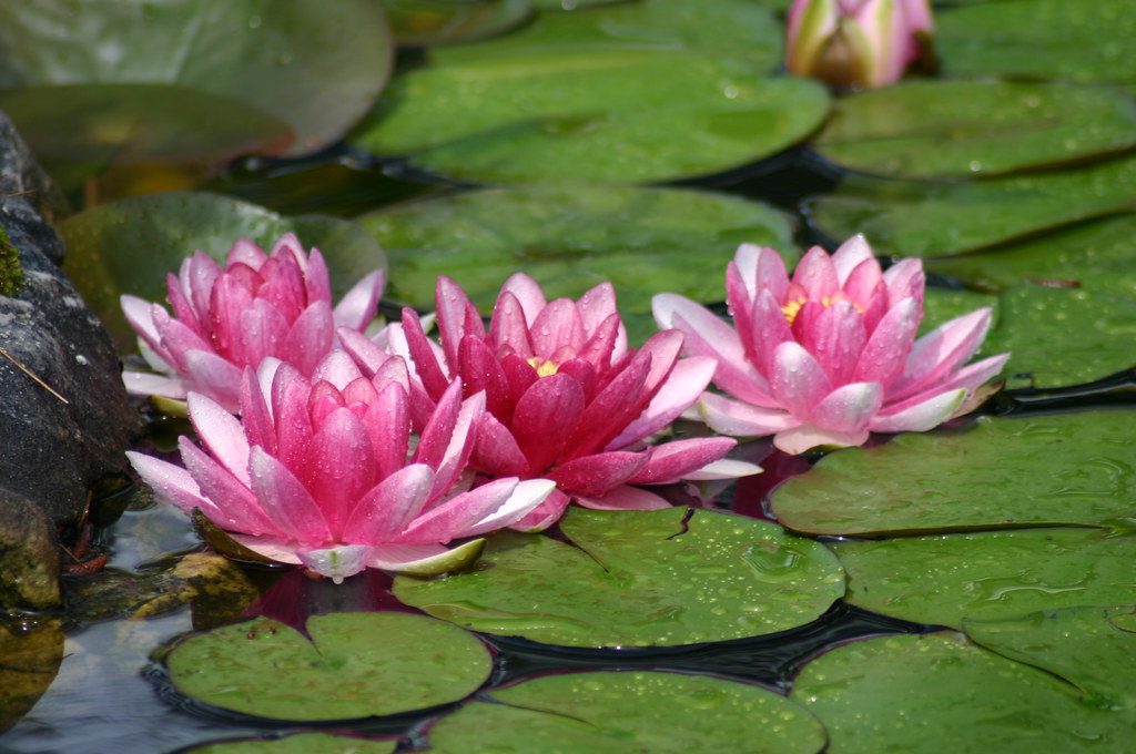 Lotus Flowers Taken at the Norfolk Botanical Gardens. Visi… Flickr