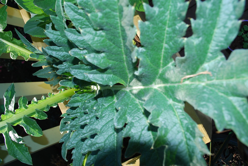 Cynara cardunculus (Artichoke) Scientific classification K… Flickr
