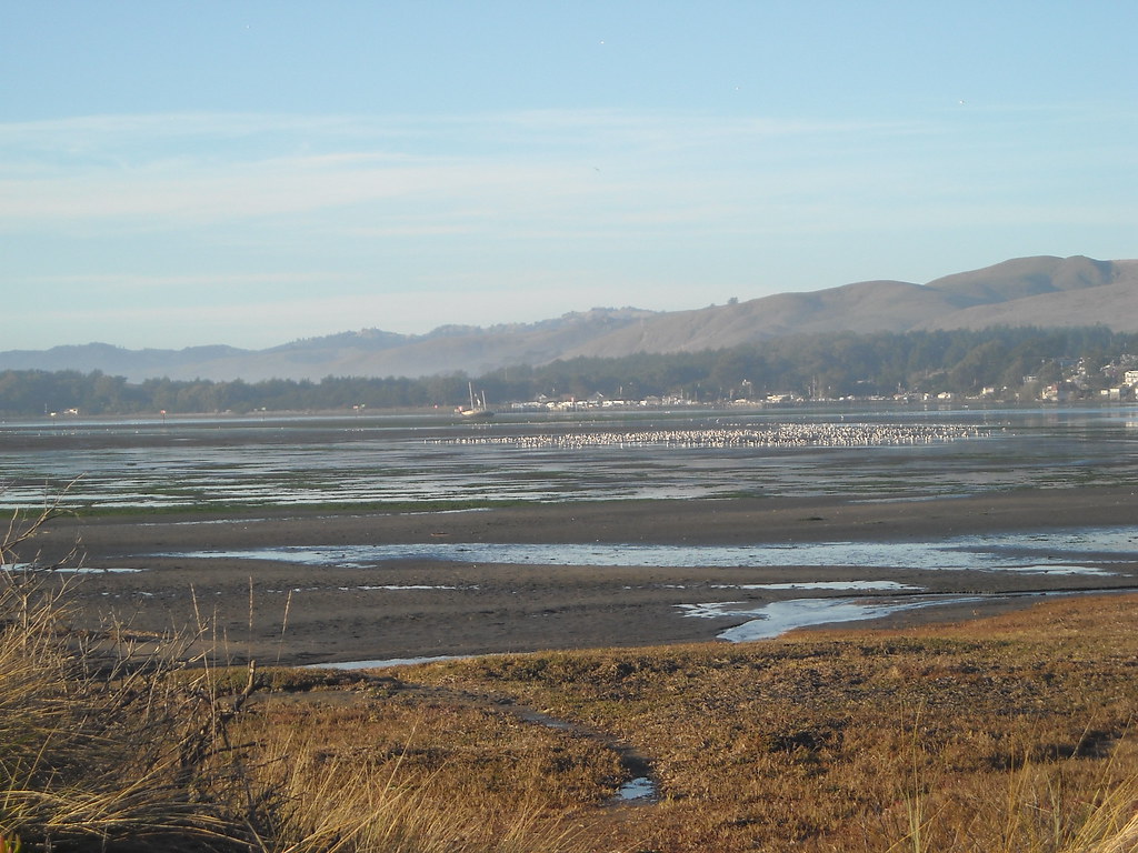 Bodega Bay Low Tide anorris78 Flickr