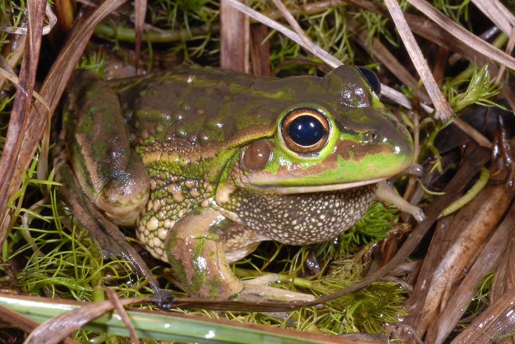 Yellowspotted Bell Frog, Litoria castanea male a photo on Flickriver