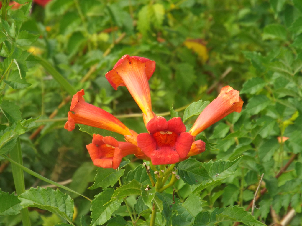 Trumpet Flowers August 2, 2015, Trail, Plano, T… Robert