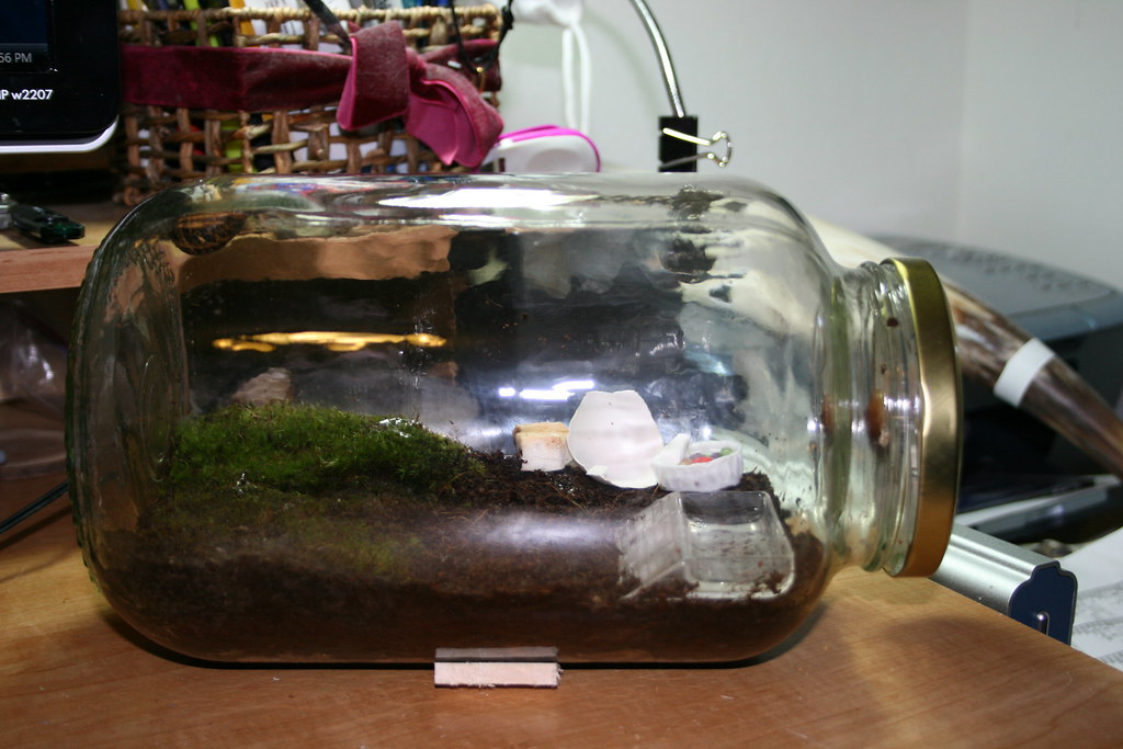 terrarium for the snails Until I get a proper terrarium go… Flickr