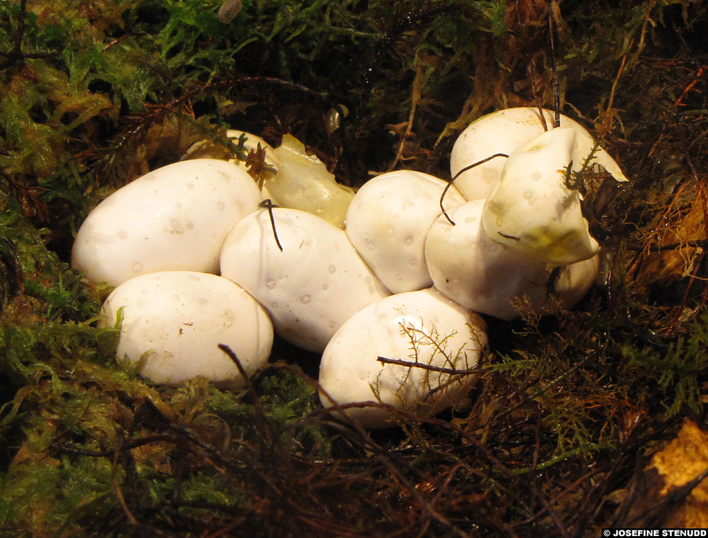 20090613_04 Another clutch of eggs of European grass snake… Flickr