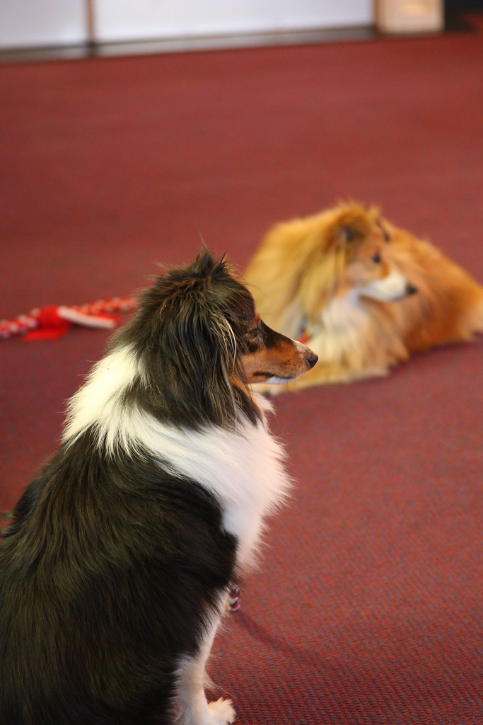 Dog Obedience Training Dog Obedience Training Flickr