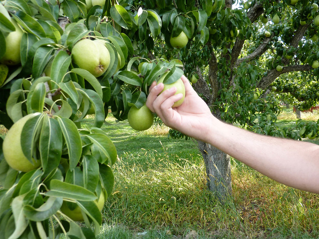 Kelowna Farmer's Markets Picking apples right from the tre… Flickr