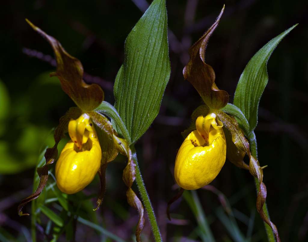 Yellow Lady Slipper Cypripedium is a genus of 47 species o… Flickr